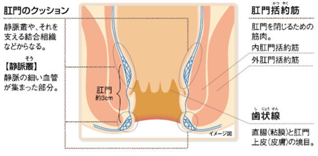 肛門の断面図のイメージ図