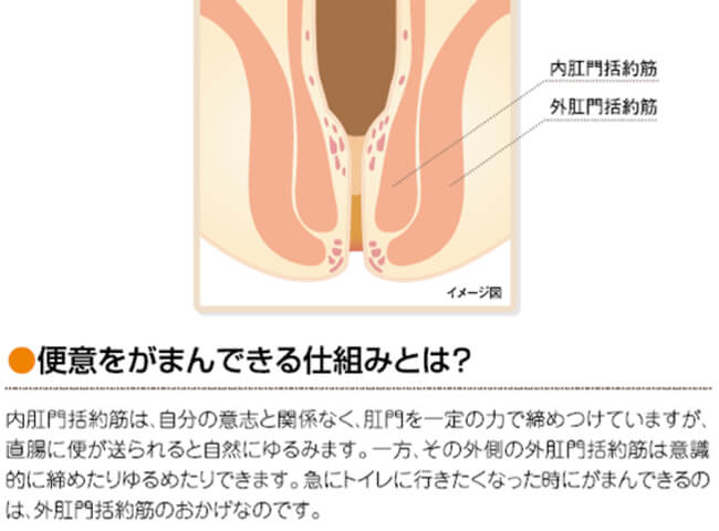 肛門括約筋の役割のイメージ図